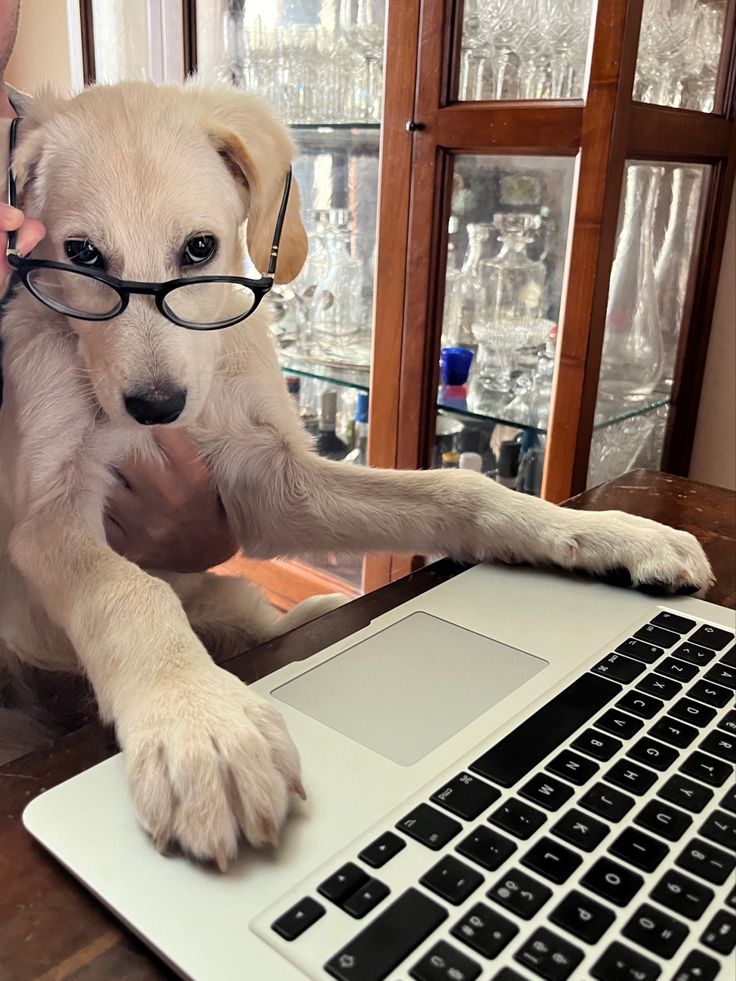 Friendly dog image
